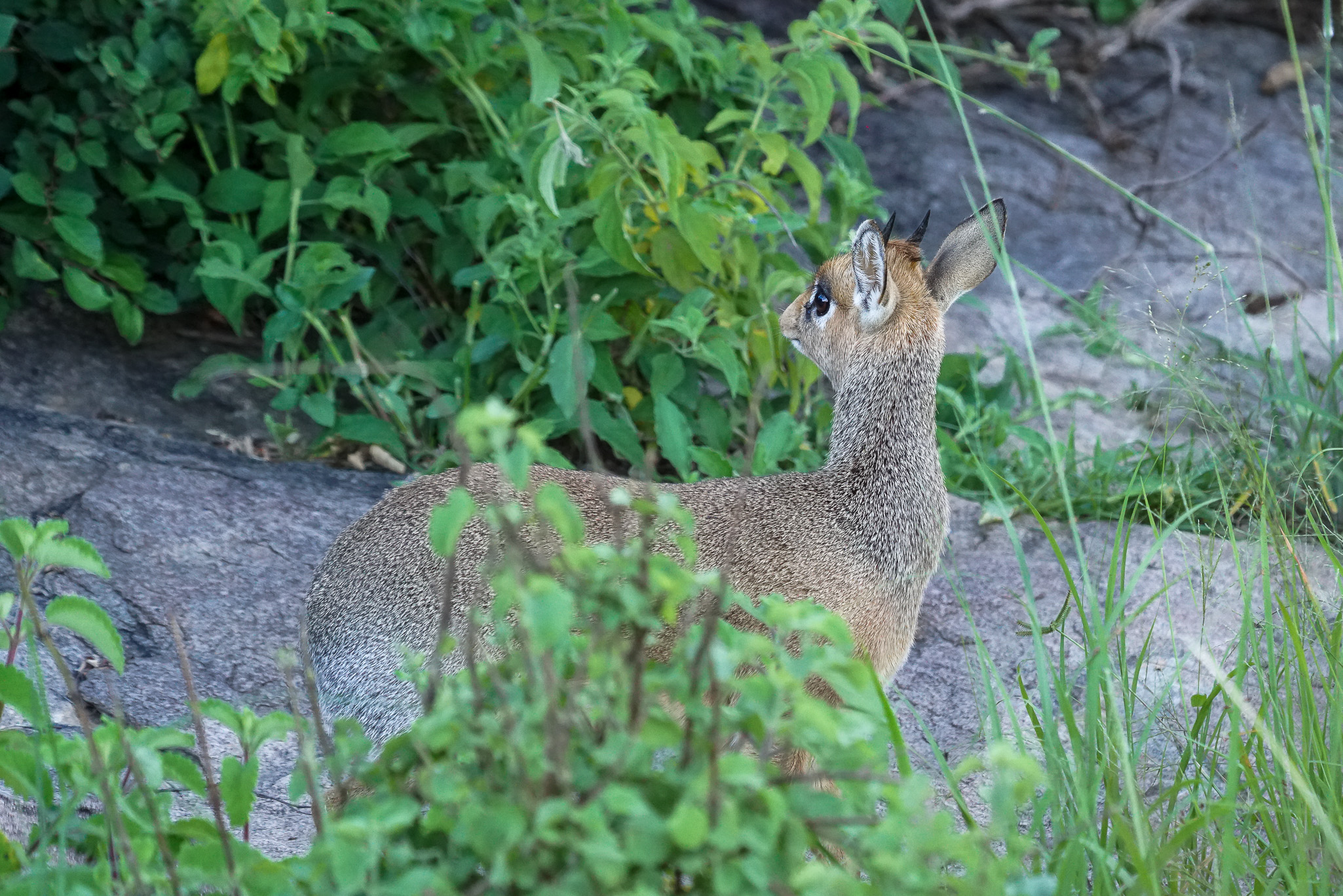 Tanzania 20260324 Dik dik de Kirk